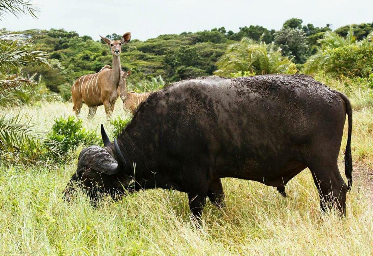 Saint Lucia Estuary 4 The Bridge 아파트 외부 사진